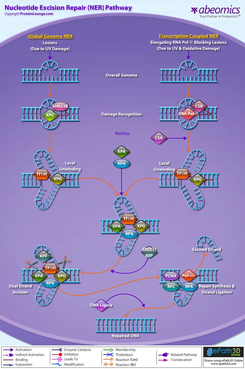 nucleotide-excision-repair-pathway